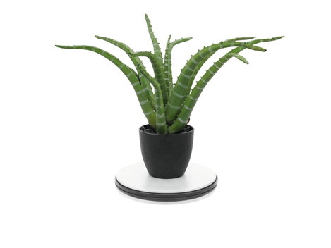 Europalms 50701195 Forgótányér 3. kép