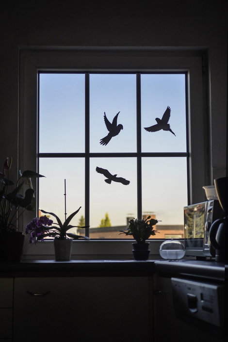 Ablakkép Elriasztás Gardigo Birdprotection 5 db 3. kép