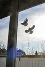 Ablakkép Elriasztás Gardigo Birdprotection 5 db 4. bélyegkép