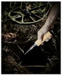 MineLab Pinpointer Pro-Find 15 Kézi detektor 3226-0002 5. bélyegkép