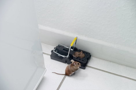 Egércsapda, egérfogó 2 db Gardigo Mouse-Trap 62341 2. kép