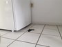 Egércsapda, egérfogó 2 db Gardigo Mouse-Trap 62341 3. bélyegkép