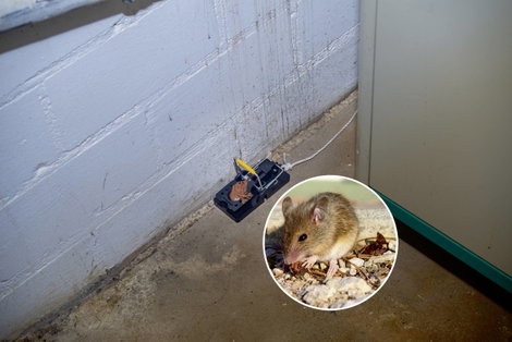 Egércsapda, egérfogó 2 db Gardigo Mouse-Trap 62341 5. kép