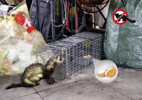 Élve elfogó nyest csapda Gardigo Live Marten Trap 2. kép