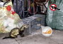 Élve elfogó nyest csapda Gardigo Live Marten Trap 2. bélyegkép