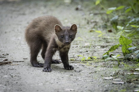 Élve elfogó nyest csapda Gardigo Live Marten Trap 4. kép
