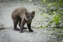 Élve elfogó nyest csapda Gardigo Live Marten Trap 4. bélyegkép