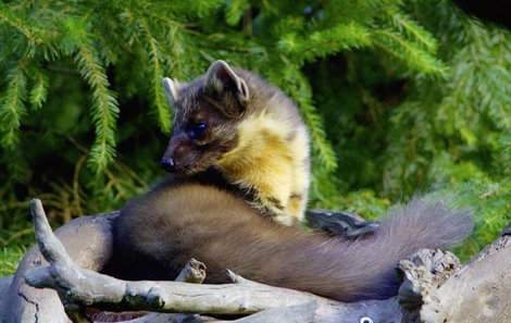 Élve elfogó nyest csapda Gardigo Live Marten Trap 5. kép