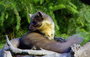 Élve elfogó nyest csapda Gardigo Live Marten Trap 5. bélyegkép