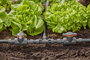 GARDENA Micro Drip rendszer 13201-20 T idom 13 mm (1/2) Ø 6. bélyegkép