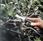 Kerti kés, zsebkés Fiskars 125900 2. bélyegkép