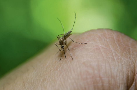 Elektromos szúnyogriasztó 65 x 65 x 68 mm fehér Gardigo Mosquito Repeller 66985 3. kép