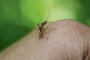 Elektromos szúnyogriasztó 65 x 65 x 68 mm fehér Gardigo Mosquito Repeller 66985 3. bélyegkép