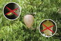 Ál darázsfészek Ø 200 x 280 mm 2 db Gardigo Wasp Nest Dummy 666612 7. bélyegkép