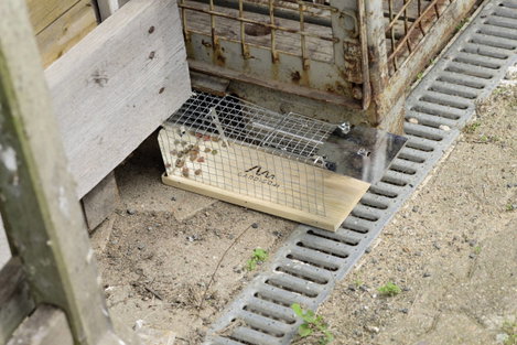 Élve elfogó patkánycsapda Gardigo Live Rat Trap 62352 7. kép