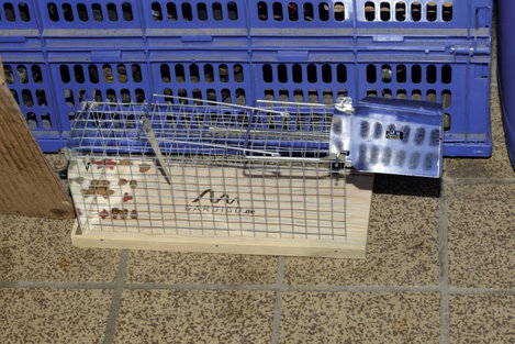 Élve elfogó patkánycsapda Gardigo Live Rat Trap 62352 8. kép