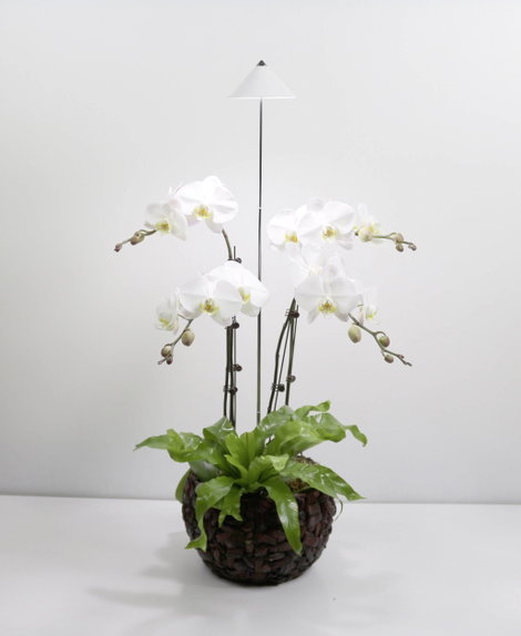 Venso LED növény lámpa SUNLiTE 230 V Fixen beépített LED-es 7 W Semleges fehér 1 db 2. kép