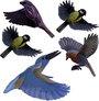 Gardigo Stickers Native Birds Ablakkép Funkcióelv Elriasztás 1 db bélyegkép