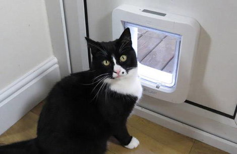 Inteligens háziállat ajtó macskák és kistestű kutyákhoz, fehér, SureFlap Mikrochip Cat door 4. kép
