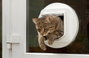 Inteligens háziállat ajtó macskák és kistestű kutyákhoz, fehér, SureFlap Mikrochip Cat door 5. bélyegkép