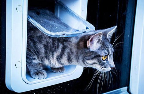 Inteligens háziállat ajtó macskák és kistestű kutyákhoz, fehér, SureFlap Mikrochip Cat door 6. kép