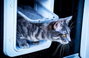 Inteligens háziállat ajtó macskák és kistestű kutyákhoz, fehér, SureFlap Mikrochip Cat door 6. bélyegkép