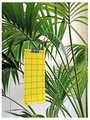 Swissinno NaturalControl 1 249 235 Ragasztó fólia, Attraktáns Ragadós lap rovaroknak (H x Sz) 240 mm 5. bélyegkép