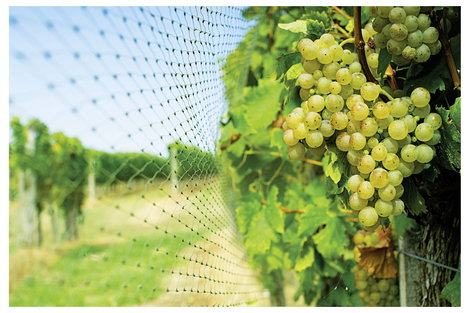 Swissinno Natural-Control netting 4x10m Madár ellen védő háló Funkcióelv Elriasztás 1 db 3. kép