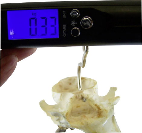 Berger & Schröter digital 50 kg 31928 Kézi mérleg Digitális 5. kép