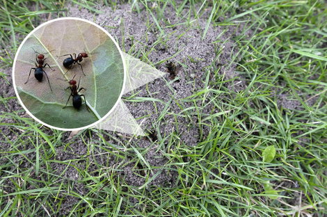 Gardigo gardigo Vakondriasztó Funkcióelv Rezgő Hatótáv 1250 m² 1 db 3. kép