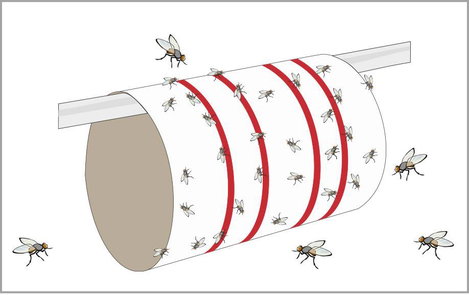 Redtop Fliegenbogen 31091 Ragasztó fólia, Attraktáns Légycsapda (H x Sz) 600 mm x 345 mm Sárga 6 db 2. kép