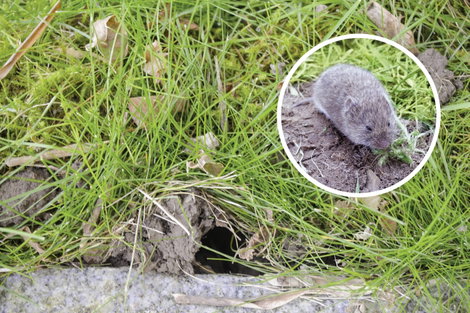 Pocokfogó, Gardigo 70070 Vole Tong Trap 10. kép