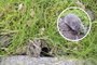Pocokfogó, Gardigo 70070 Vole Tong Trap 10. bélyegkép