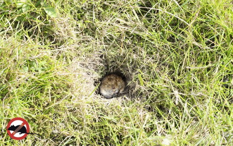 Pocokfogó, Gardigo 70070 Vole Tong Trap 2. kép