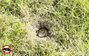 Pocokfogó, Gardigo 70070 Vole Tong Trap 2. bélyegkép
