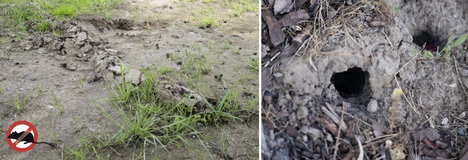 Pocokfogó, Gardigo 70070 Vole Tong Trap 3. kép