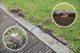Pocokfogó, Gardigo 70070 Vole Tong Trap 4. bélyegkép
