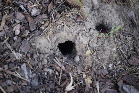 Pocokfogó, Gardigo 70070 Vole Tong Trap 8. kép