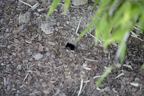 Pocokfogó, Gardigo 70070 Vole Tong Trap 9. kép
